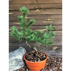 Pinus mugo - niwaki - topiary - bonsai starter