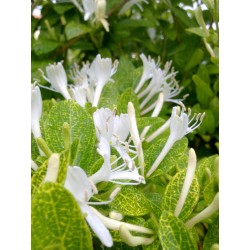 Sausmedis japoninis „Aureoreticulata“