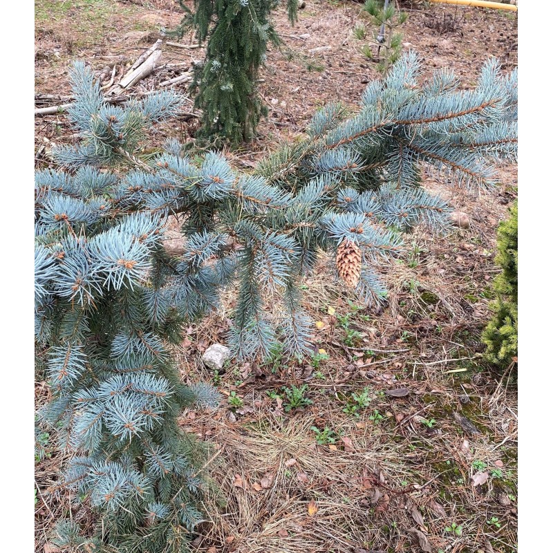 Eglė dygioji „Glauca Pendula“ Eglė dygioji „Glauca Pendula“