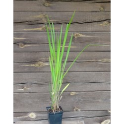 Imperata ritininė