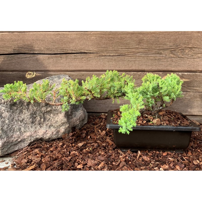 Kadagys gulsčiasis (plėtrusis) „Nana“ bonsai