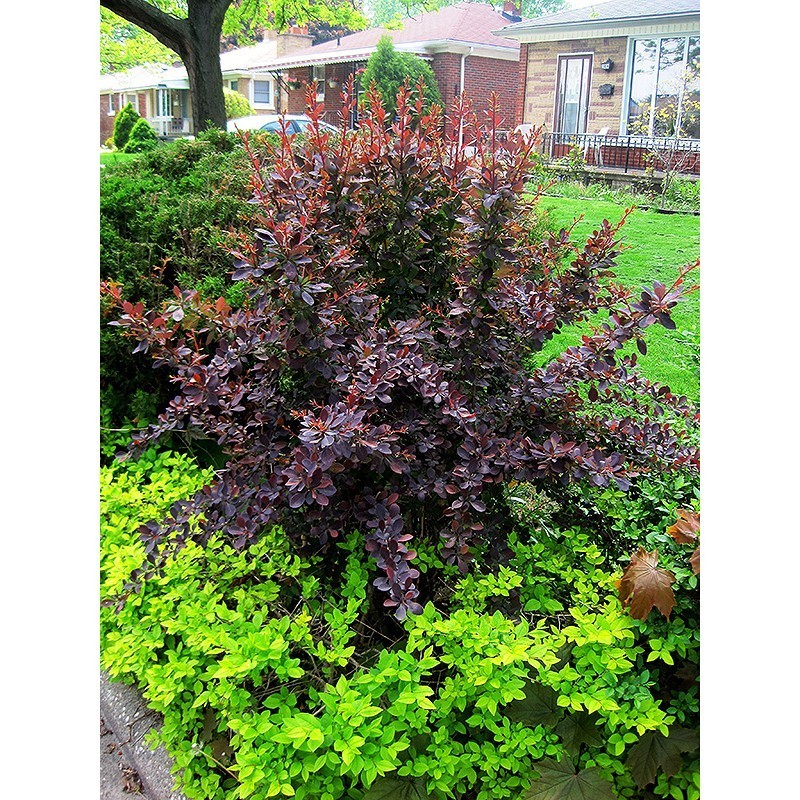 Raugerškis tunbergo „Atropurpurea“ Raugerškis tunbergo „Atropurpurea“