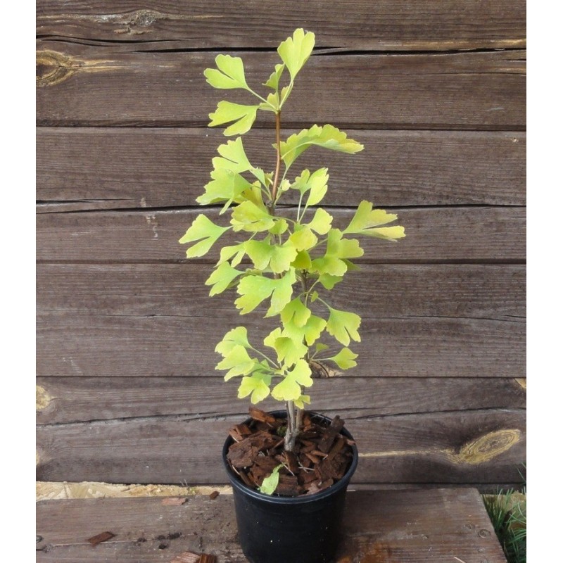Ginkmedis dviskiautis Ginkmedis dviskiautis