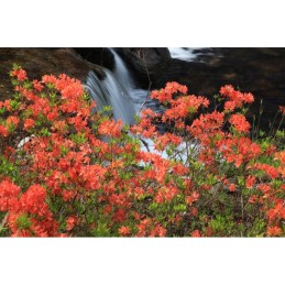 Rododendras vasaržalis (azalija)