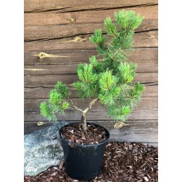 Pinus mugo ,,Pumilio'' bonsai ruošinys