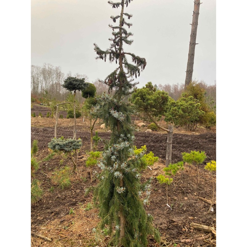 Eglė serbinė „Pendula“ Eglė serbinė „Pendula“