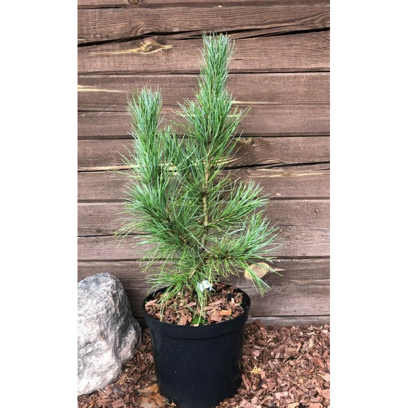 Pušis kedrinė „Glauca“ Pušis kedrinė „Glauca“