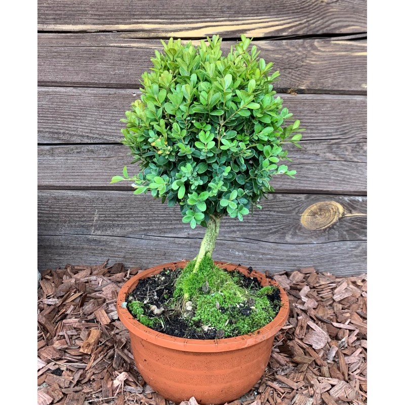 Buksmedis paprastasis „Suffruticosa“ topiary bonsai Buksmedis paprastasis „Suffruticosa“ topiary bonsai