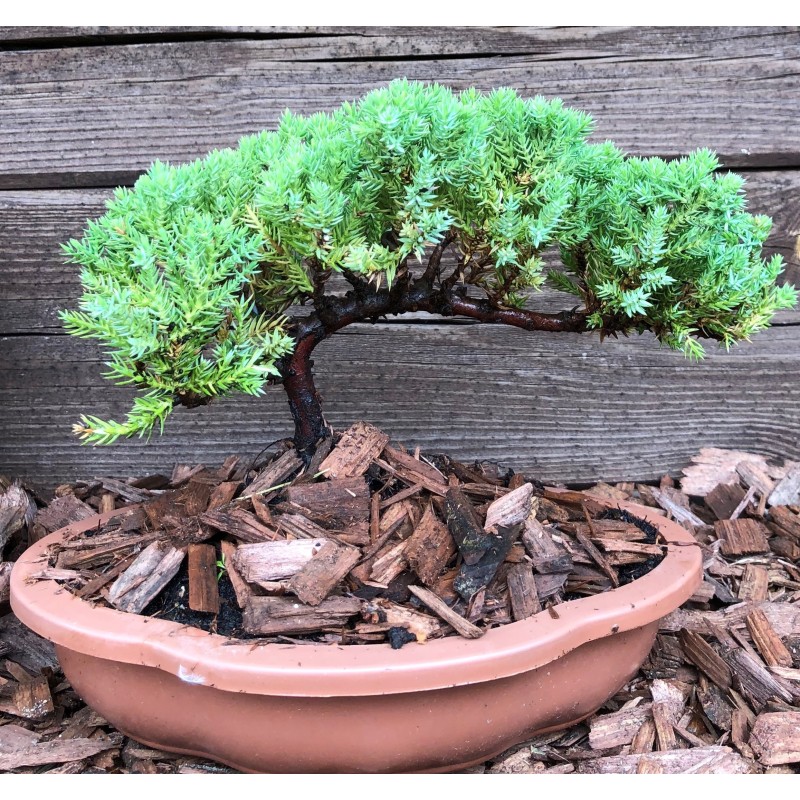 Kadagys gulsčiasis (plėtrusis) „Nana“ Juniperus procumbens„Nana“ bonsai