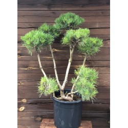 Pušis kalninė topiary - niwaki - bonsai